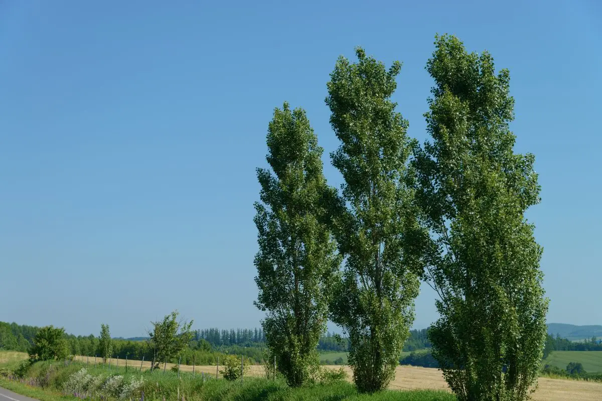 Immagine selezionata