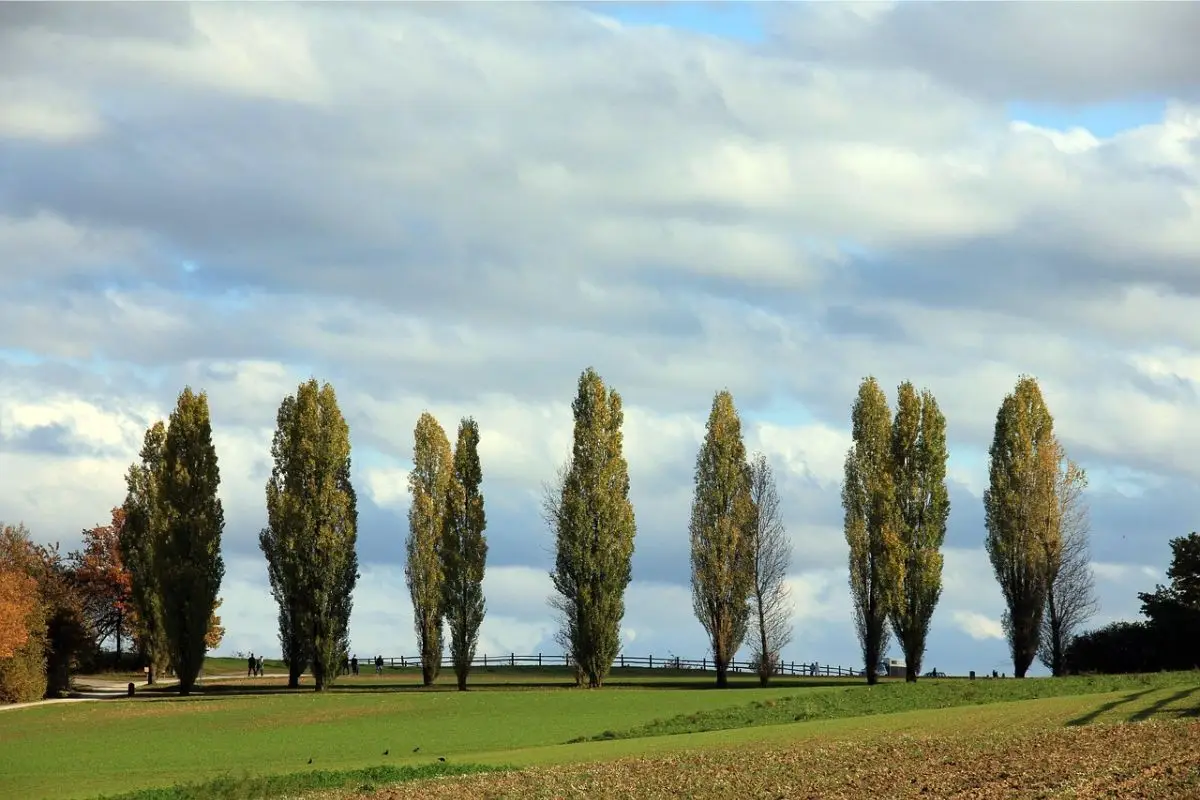 Immagine selezionata