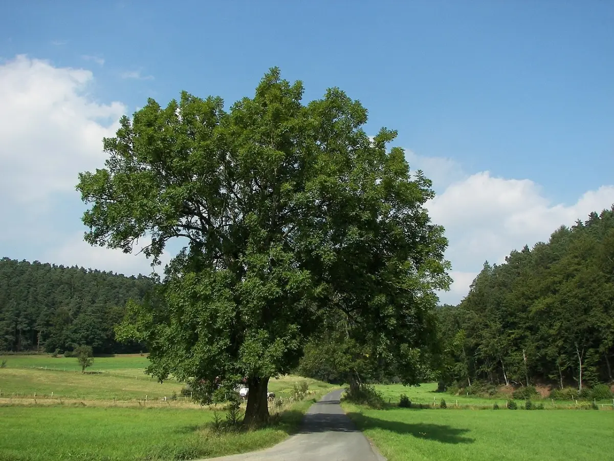 Immagine selezionata