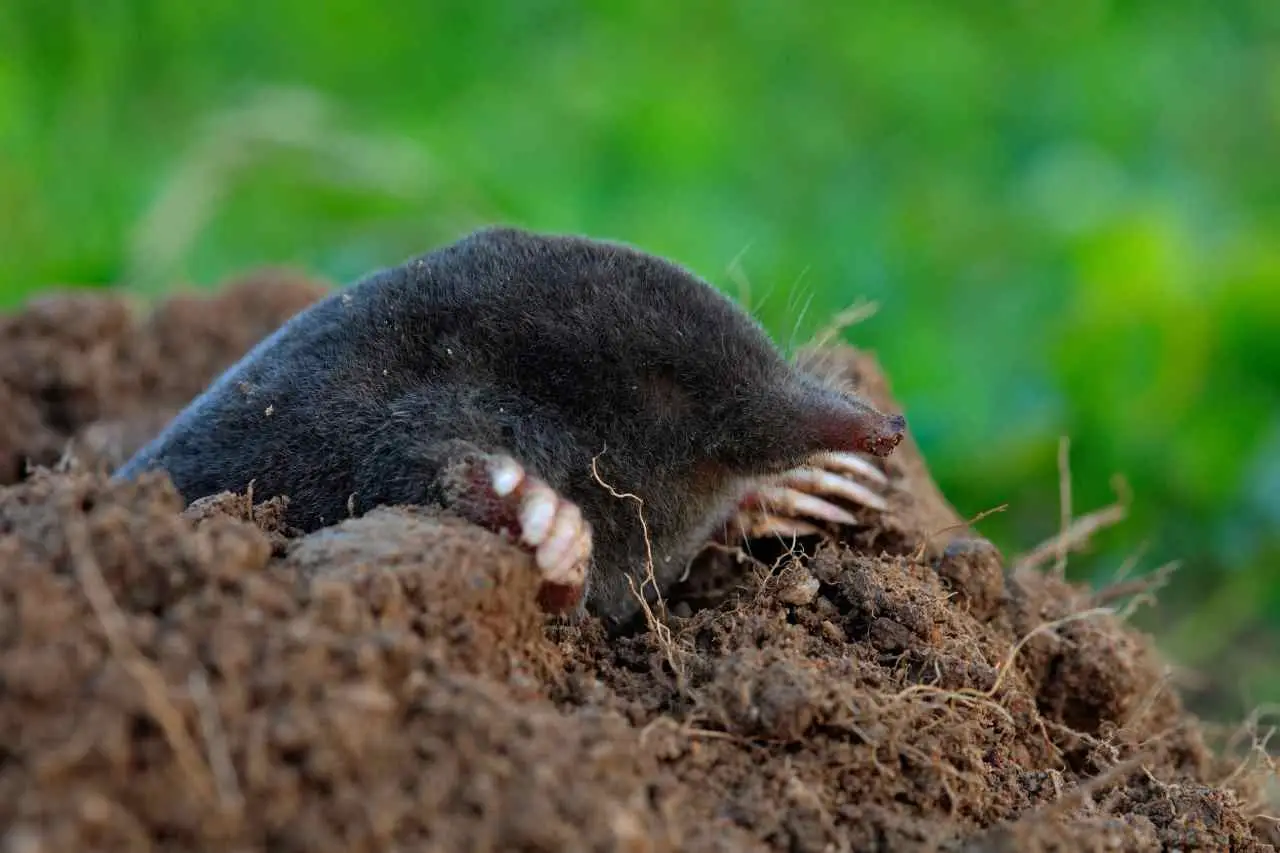 SC - Tana animale tra radici